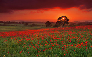 Flower field sunset tree autumn - a field of flowers free wallpaper