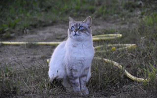 Cat blue eyes grass hose - dali free wallpaper
