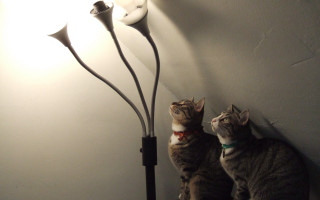 Two cats table lamp wall - fluxus free wallpaper