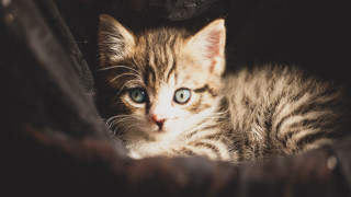 Kitten blue eyes couch black - its side free wallpaper