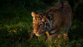 Tiger lush green field forest - tree and grass free wallpaper