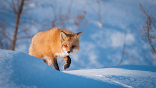 Fox snowy hill winter trees - a fox free wallpaper