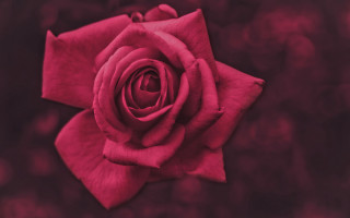 Red rose closeup macro flower - thin free wallpaper for desktop