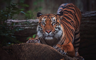 Tiger logs woods serious wildlife - in the wood free wallpaper