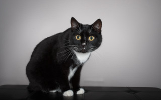Black white cat table wall - a gray wall behind free wallpaper