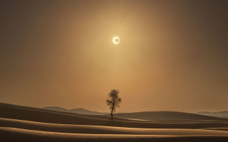 Lone tree desert sunset eclipse - the sun in the background free wallpaper