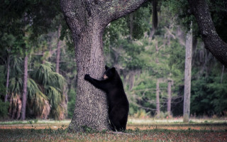 Black bear climbing tree man - a black bear free wallpaper