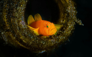 Goldfish green eye water algae - a hole free wallpaper