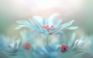 Blue flower red center macro - soft color free wallpaper