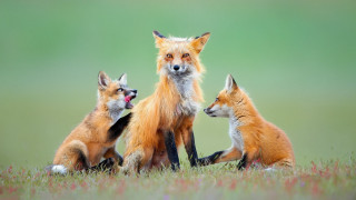 Foxes flower field wildlife photography - ferenc joachim free wallpaper
