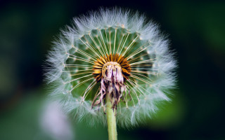 Dandelion blurry background macro photorealism - this image free wallpaper