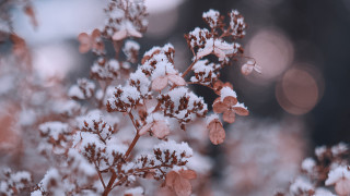 Snowy plant butterfly bare branch - winter free wallpaper