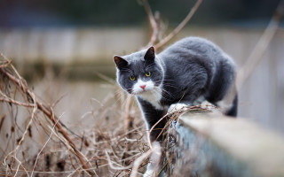 Black cat fence yard dry - dry grass free wallpaper