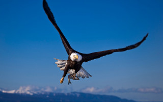 Bald eagle soaring mountains blue 2 - alson s. clark free wallpaper