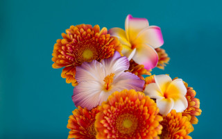 Vase flowers blue background still - a blue wall free wallpaper
