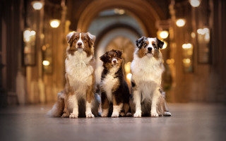 Three dogs hallway arches bokeh - renaissance free wallpaper