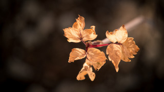 Yellow leaves branch macro butterfly - a blurry background of leaves free wallpaper
