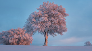 Tree snow blue sky clouds - a tree in the snow free wallpaper