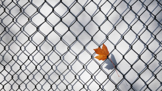 Leaf fence macro autumn net - mesh wire free wallpaper