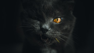 Black cat yellow eyes portrait 3 - angry free wallpaper for desktop