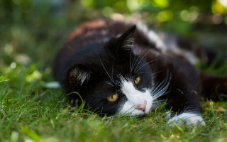 Black cat laying in grass 2 - cat free wallpaper