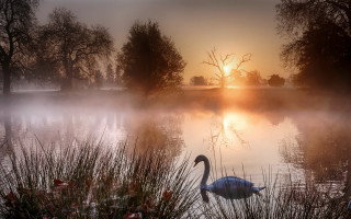 Swan lake sunset fog photorealistic - a swan free wallpaper