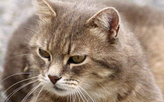 Sad cat looking distance blurry - a blurry background free wallpaper for desktop