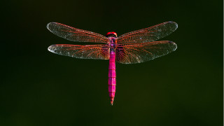 Dragonfly red tip glowing macro - a dragonfly free wallpaper