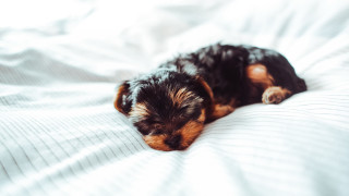 Small dog sleeping white sheets - white sheet free wallpaper