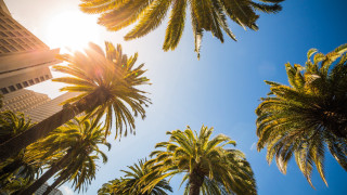 Palm trees building sunshine beach - palm tree free wallpaper for desktop