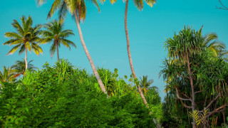 Palm trees forest blue sky - palm tree free wallpaper for desktop
