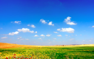 Flower field blue sky clouds 3 - a field of flowers free wallpaper