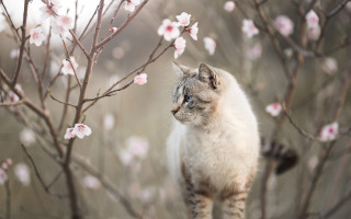 Cat branch pink blossoms impressionist - a branch free wallpaper for desktop