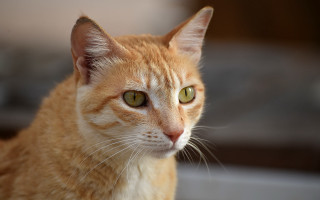 Cat green eyes blurry background 5 - a blurry background behind free wallpaper