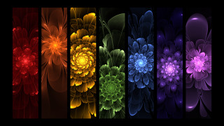 Colorful flowers black background red - colorful flower free wallpaper