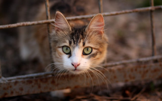 Cat fence green eyed background - rusty free wallpaper