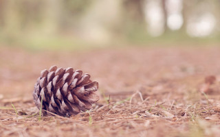 Pine cone woods grass sunset - a pine cone free wallpaper