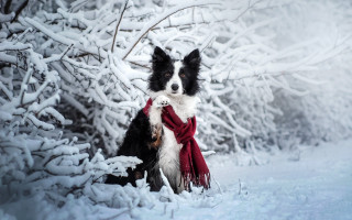 Dog snow winter scarf blackwhite - a scarf free wallpaper