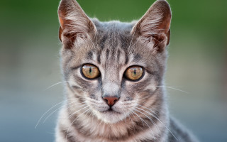 Cat large yellow eyes photorealistic - symmetrical eye free wallpaper
