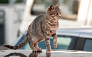 Cat car parking lot reflection - the car free wallpaper
