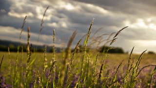 Grass flowers clouds sunbeam mountains - under a cloudy sky free wallpaper