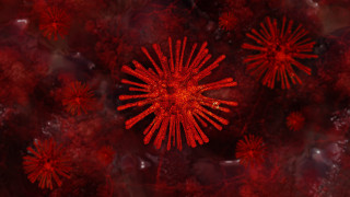 Red flower black background autumn - particle free wallpaper