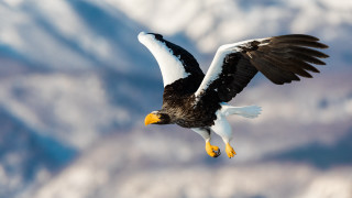 Bald eagle flying mountains sunset - the distance in the distance free wallpaper