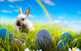 Bunny grass eggs daisies rainbow - a bunny free wallpaper