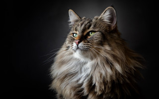 Cat green eyes long hair 2 - regal free wallpaper