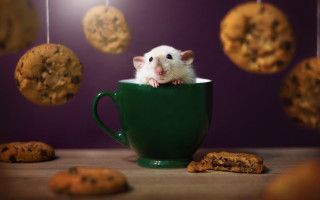 Mouse cup cookies string blurry - a cookie free wallpaper for desktop