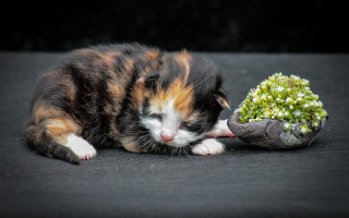 Cat plant rock moss informel - art informel free wallpaper