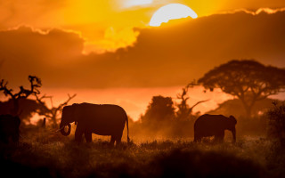 Elephants sunset grass clouds nature - the grass free wallpaper