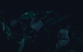 Green leaf night dark background - the dark night time free wallpaper