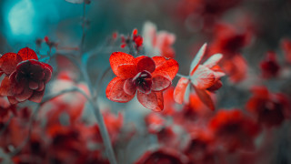 Red flower blue background macro - red petal free wallpaper